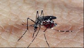 dengue
