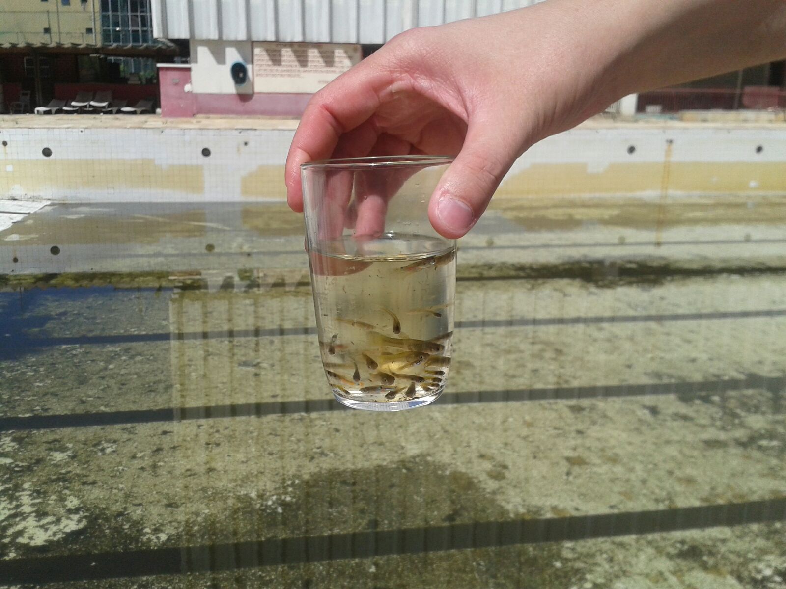 Peixinho contra dengue